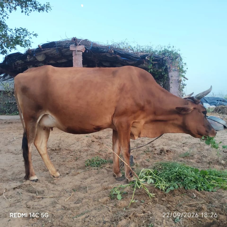 Jersey Cow J1594 in  RAJASTHAN
