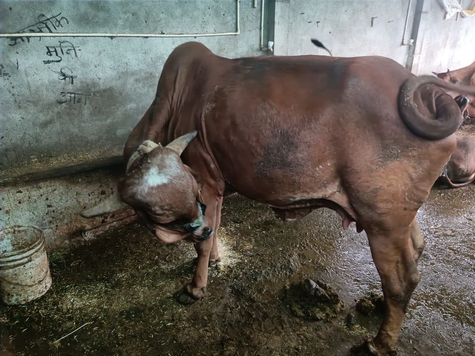 Gir Cow in  MADHYA PRADESH