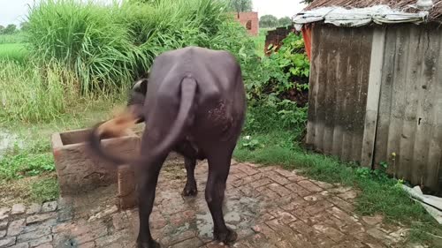 Murrah Heifer Buffalo M5120 in  UTTAR PRADESH