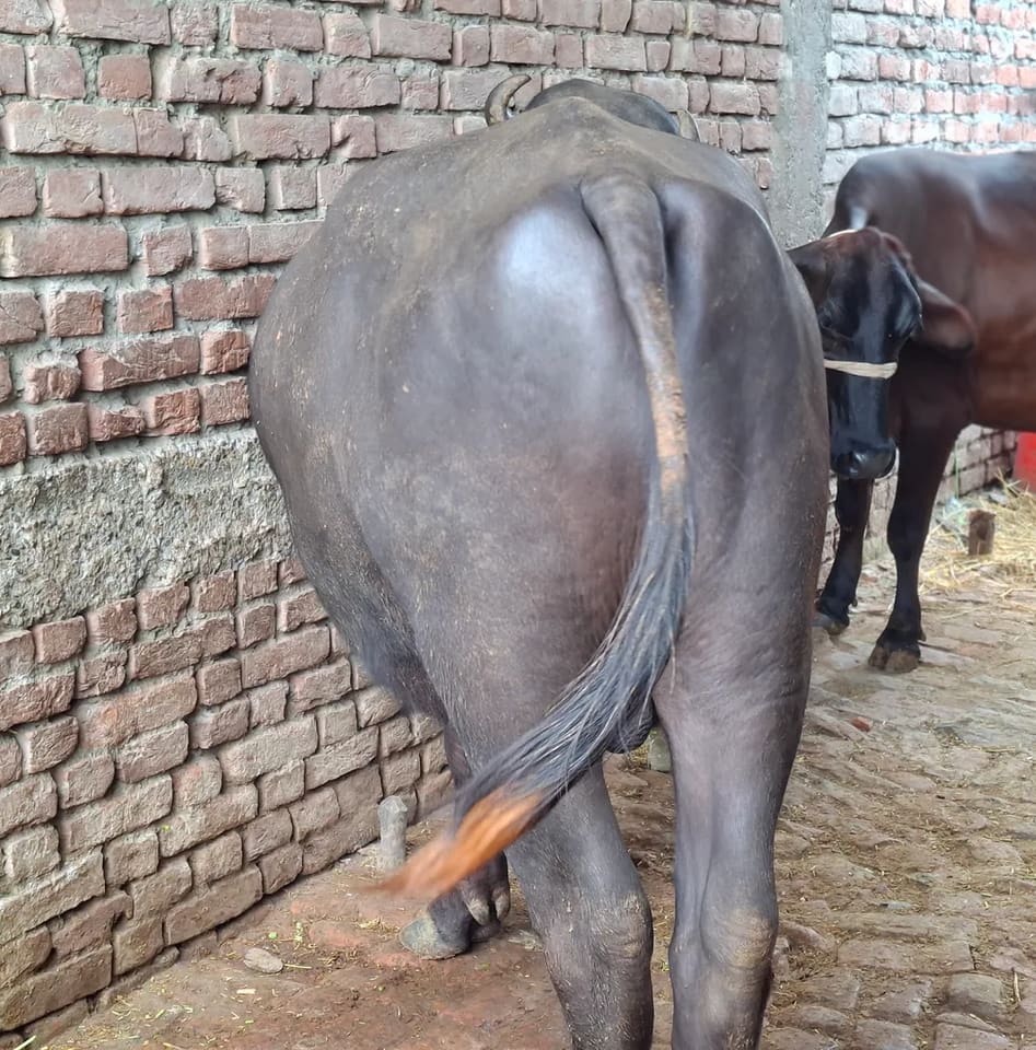 Others Others in  UTTAR PRADESH