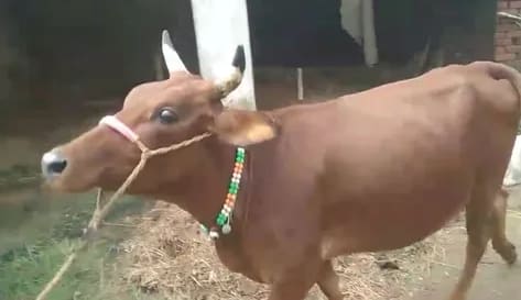 Gir Cow G2108 in  ODISHA