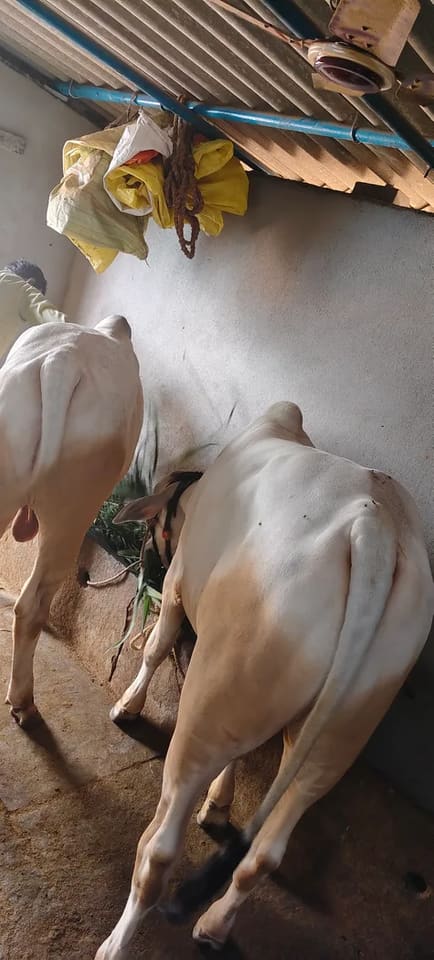 ONGOLE Cow in  ANDHRA PRADESH