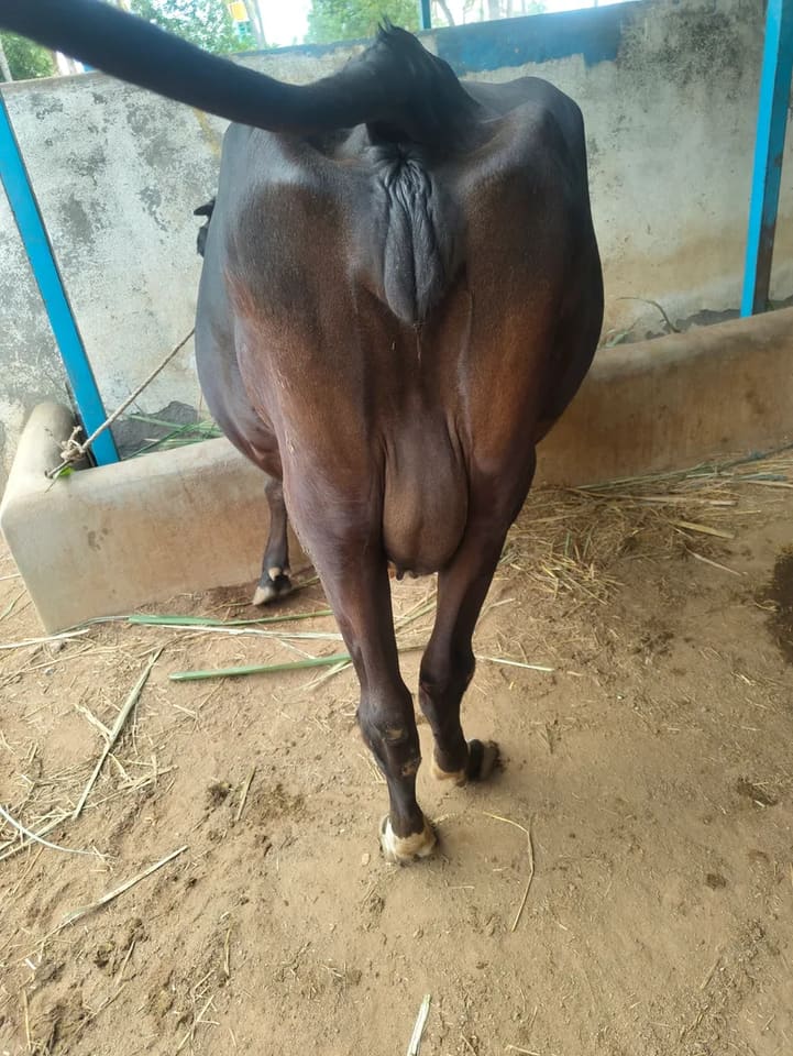 Kapila Cow in  KARNATAKA