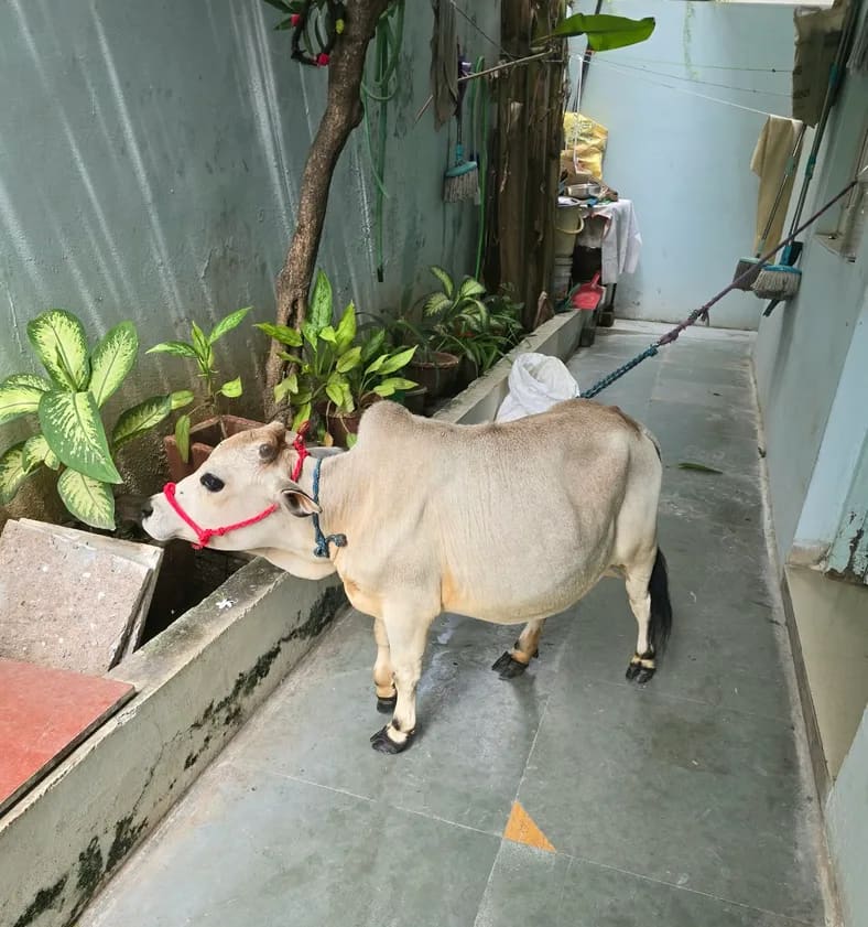 Punganur  Heifer Cow P0229 in  MAHARASHTRA