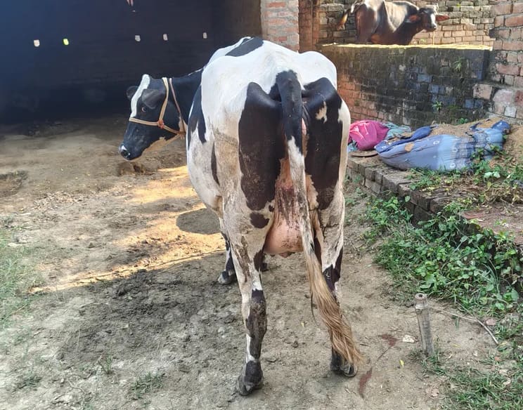 HF Cow in  UTTAR PRADESH