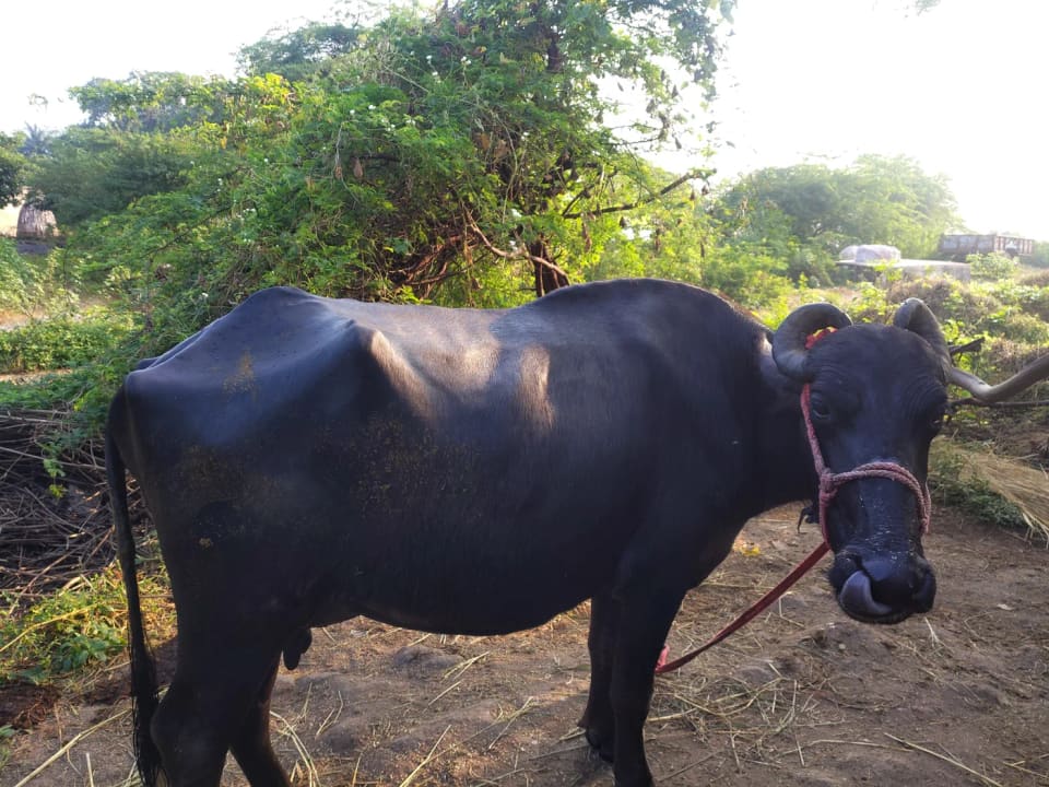 Surti Buffalo S0419 in  UTTAR PRADESH