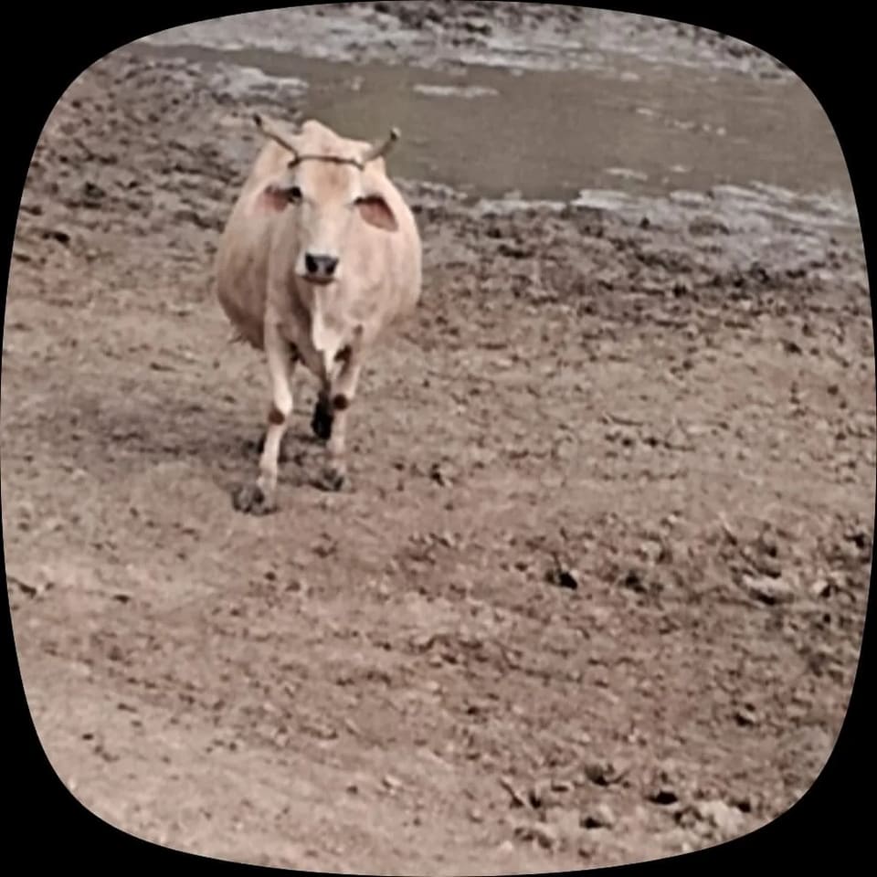 Jersey Cow J1605 in  RAJASTHAN