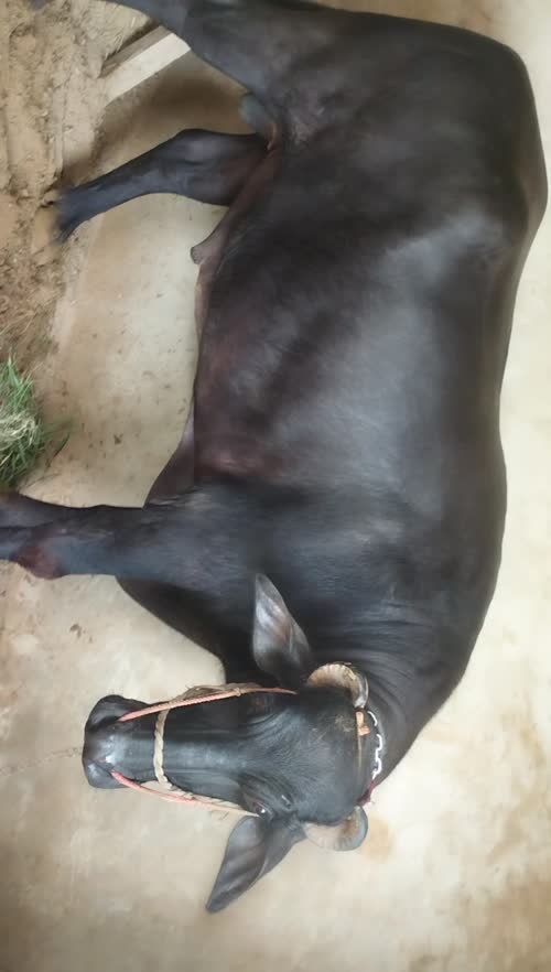 मुराह भैंसा O0946 in  RAJASTHAN