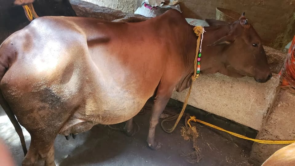 garshi Cow O0450 in  JHARKHAND