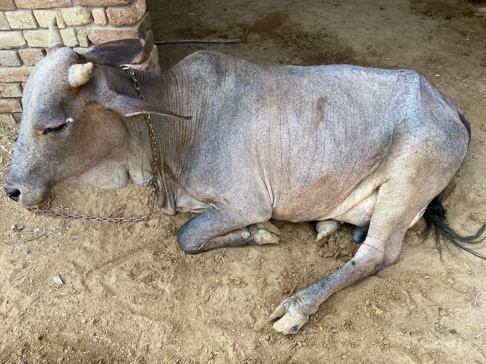 Others Cow in  RAJASTHAN