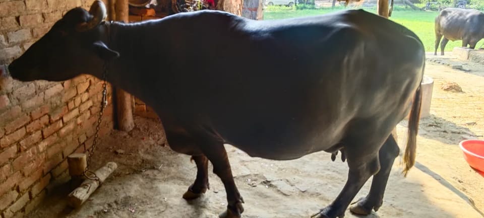 Murrah Buffalo in  UTTAR PRADESH