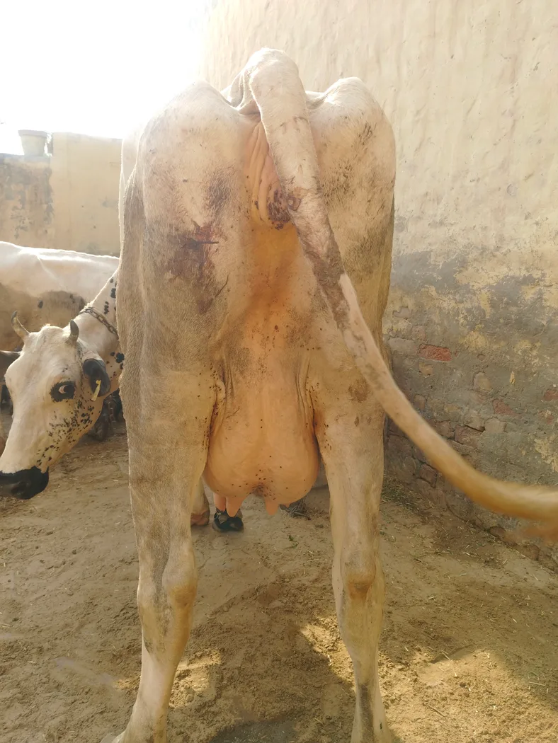 HF Cow in  RAJASTHAN