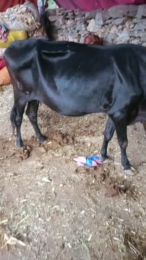 Kapila Cow K0261 in  RAJASTHAN