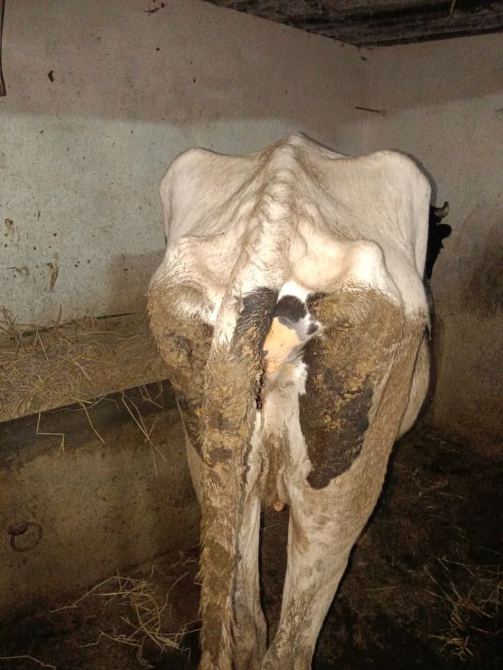 HF Cow in  KARNATAKA
