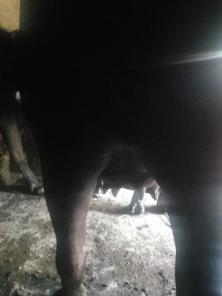 Murrah Heifer Buffalo M5319 in  UTTAR PRADESH