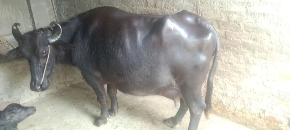 Surti Buffalo S0421 in  BIHAR