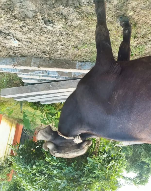 Murrah Buffalo in  UTTAR PRADESH