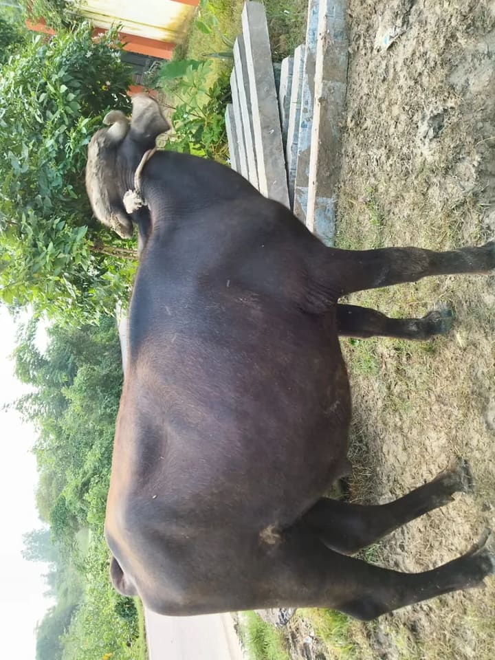 Murrah Buffalo in  UTTAR PRADESH