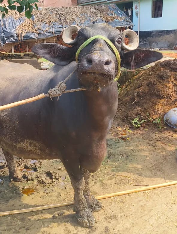 Murrah Buffalo in  UTTAR PRADESH