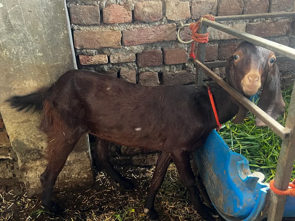 Beetal Goat in  PUNJAB