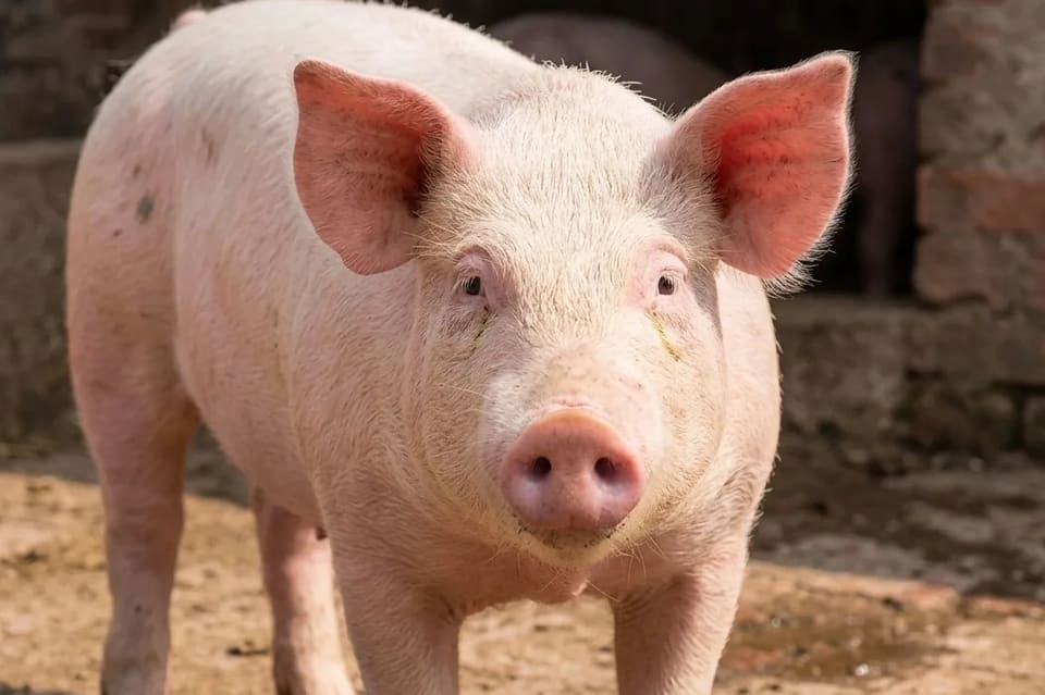 large white pig Pig O0901 in  MADHYA PRADESH