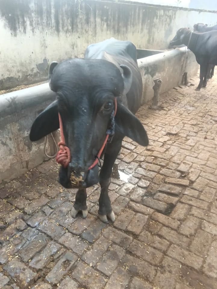 Others Buffalo in  UTTAR PRADESH