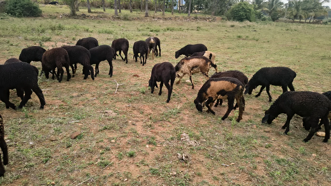 Deccani Sheep D0199 in  TAMIL NADU
