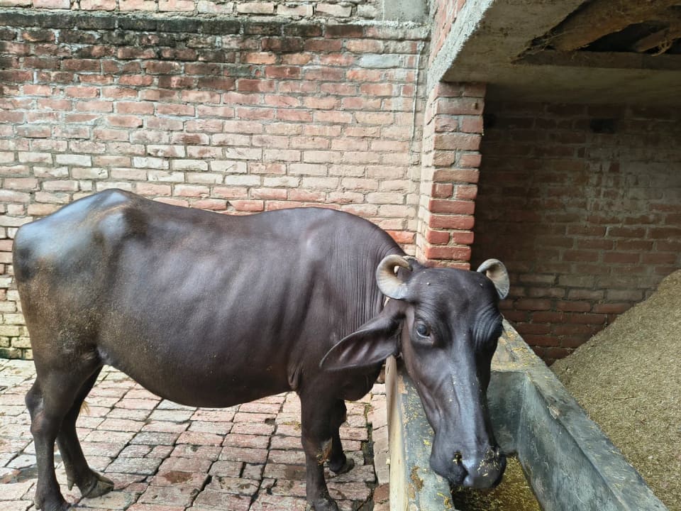 Jafarabadi Heifer Buffalo J0438 in  UTTAR PRADESH