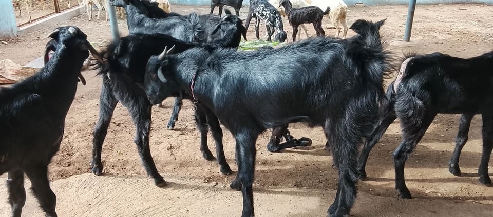 Beetal Goat B0528 in  TAMIL NADU