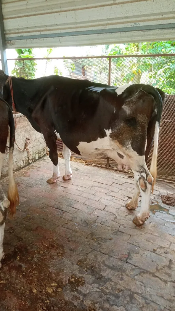 HF Cow in  UTTAR PRADESH