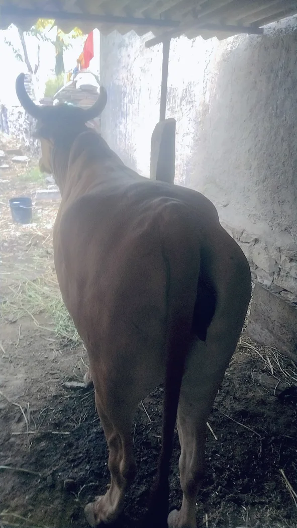 Desi Cow O0522 in  RAJASTHAN