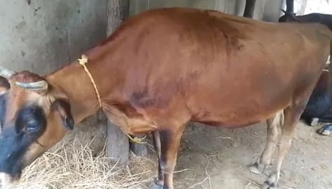 Jersey Cow J1593 in  ODISHA
