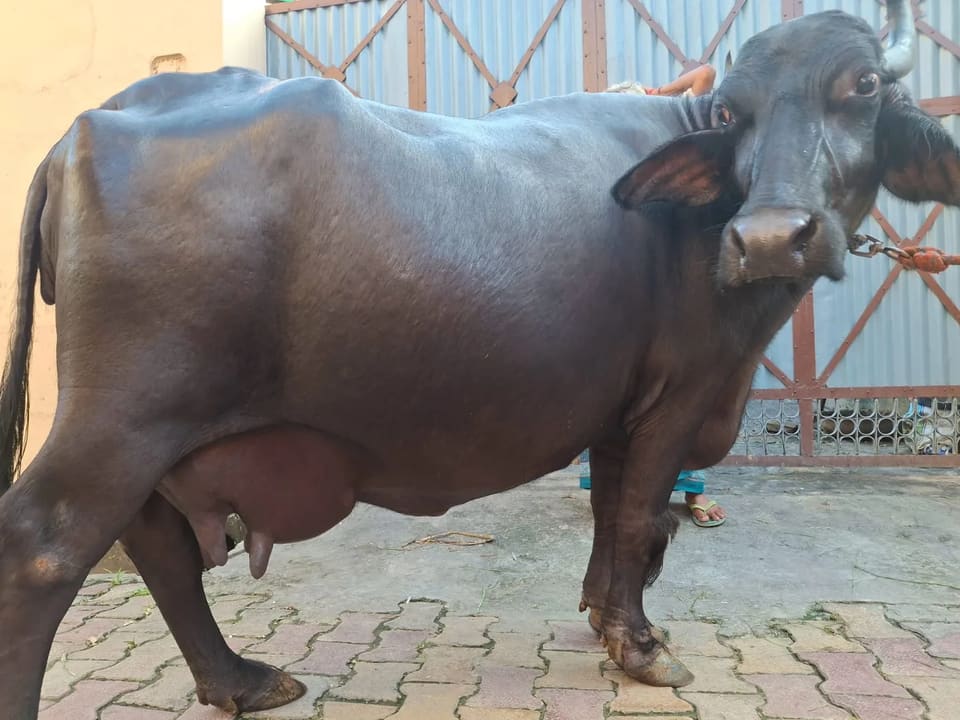 Murrah Buffalo in  UTTARAKHAND