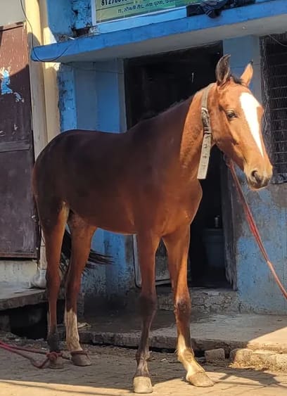 Sindhi Horse O0919 in  UTTAR PRADESH