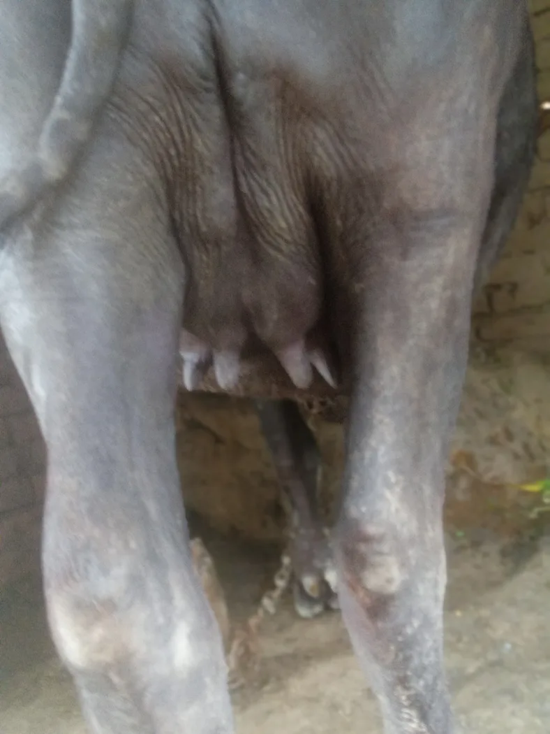 Murrah Buffalo in  UTTAR PRADESH