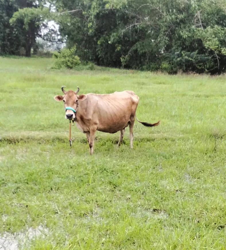 Jersey Cow in  UTTAR PRADESH