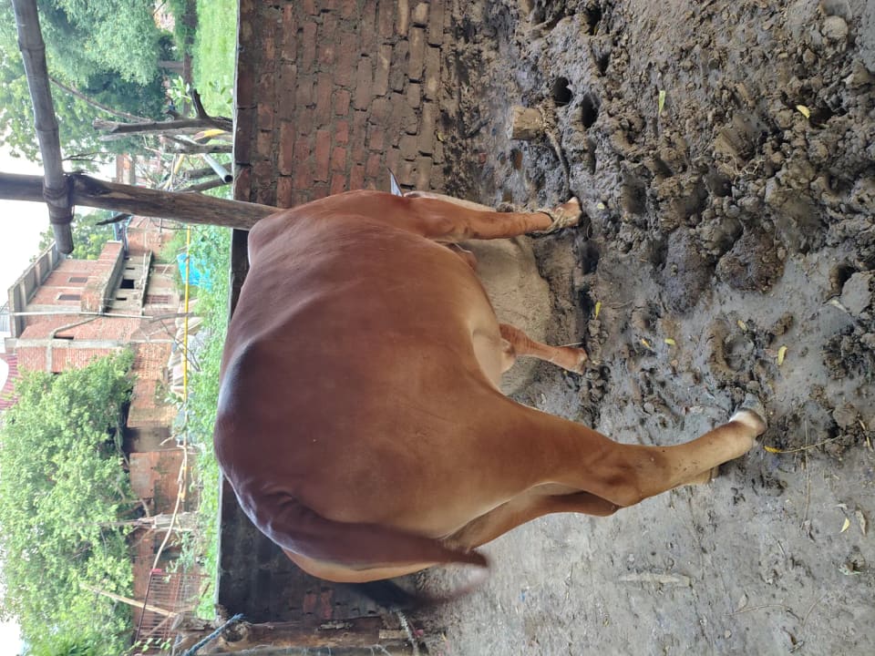 Sahiwal Cow in  UTTAR PRADESH