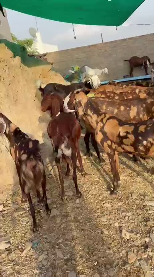 Sirohi Goat S0563 in  RAJASTHAN