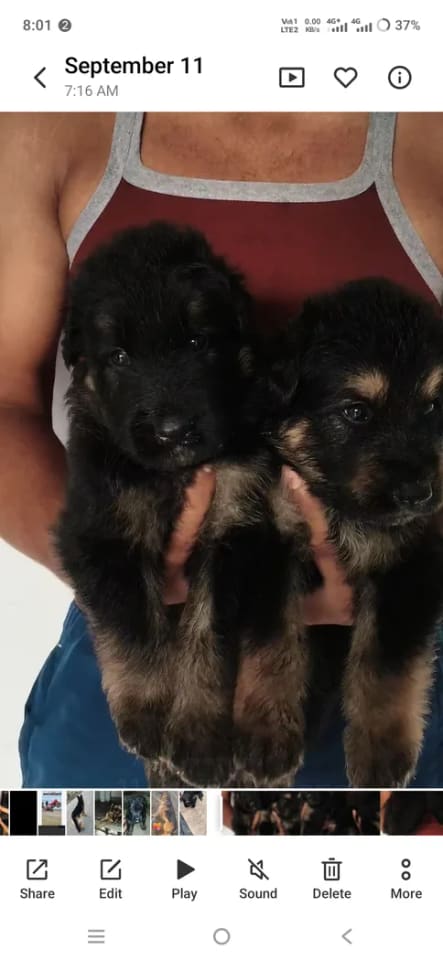 German shepherd Dog O0891 in  UTTAR PRADESH