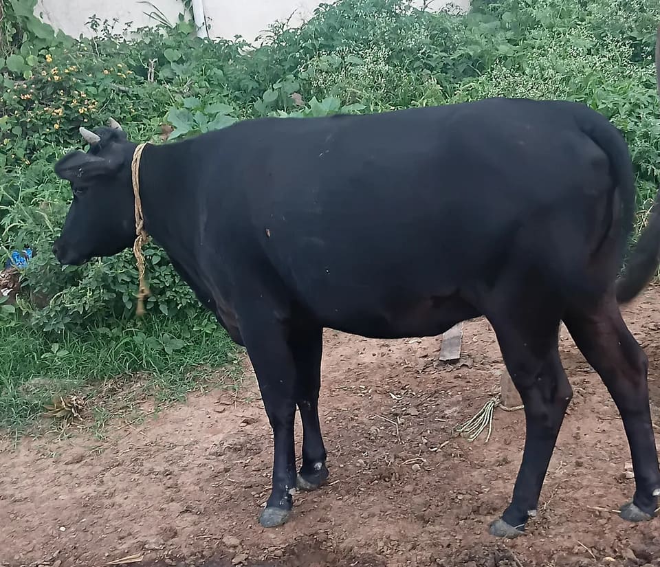 Vechur Cow in  KARNATAKA