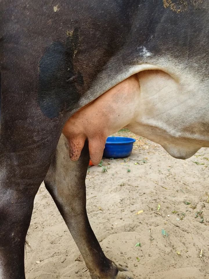 Others Cow in  TELANGANA