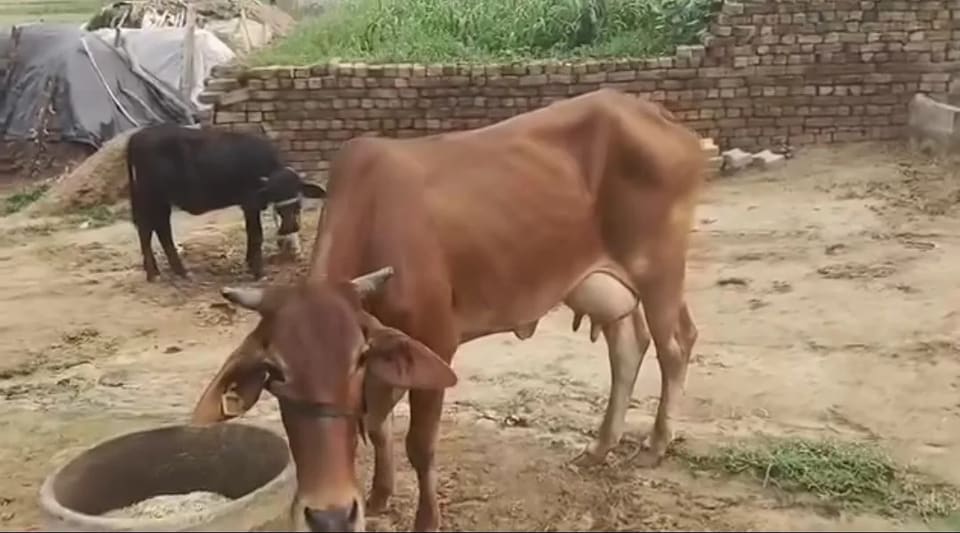 Others Cow in  RAJASTHAN