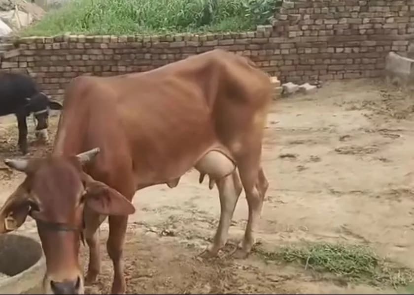 Others Cow in  RAJASTHAN