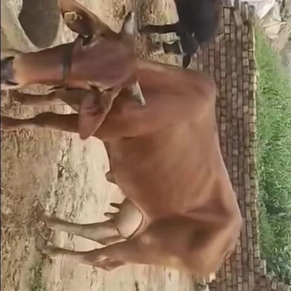 देसी Cow O0535 in  RAJASTHAN