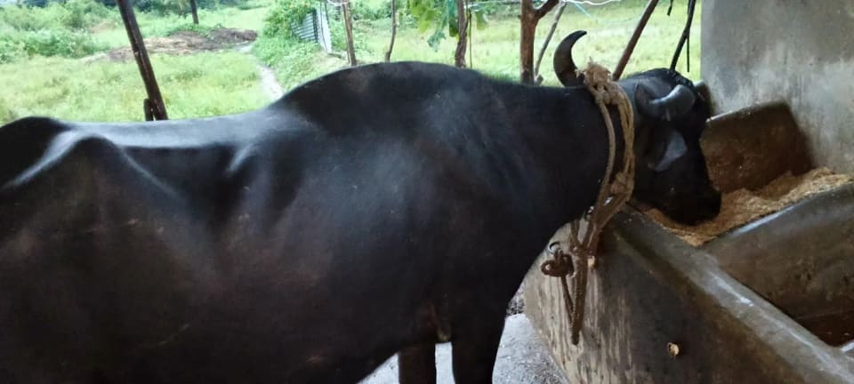 Others Buffalo in  MADHYA PRADESH