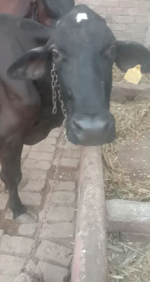 HF Cow in  RAJASTHAN