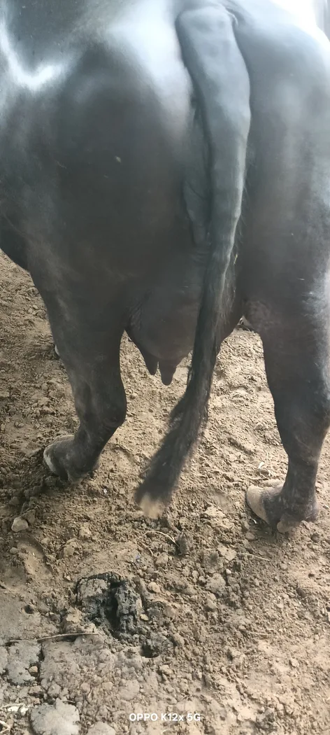 Others Buffalo in  HARYANA