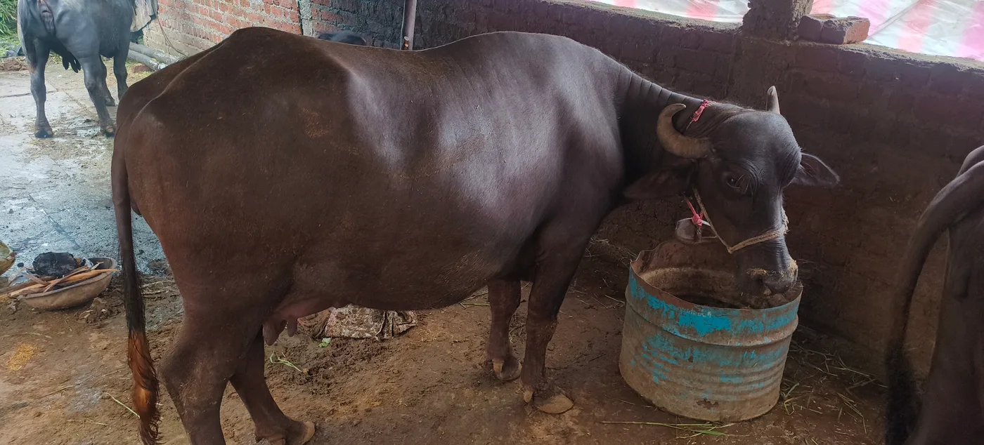 Surti Buffalo in  MADHYA PRADESH