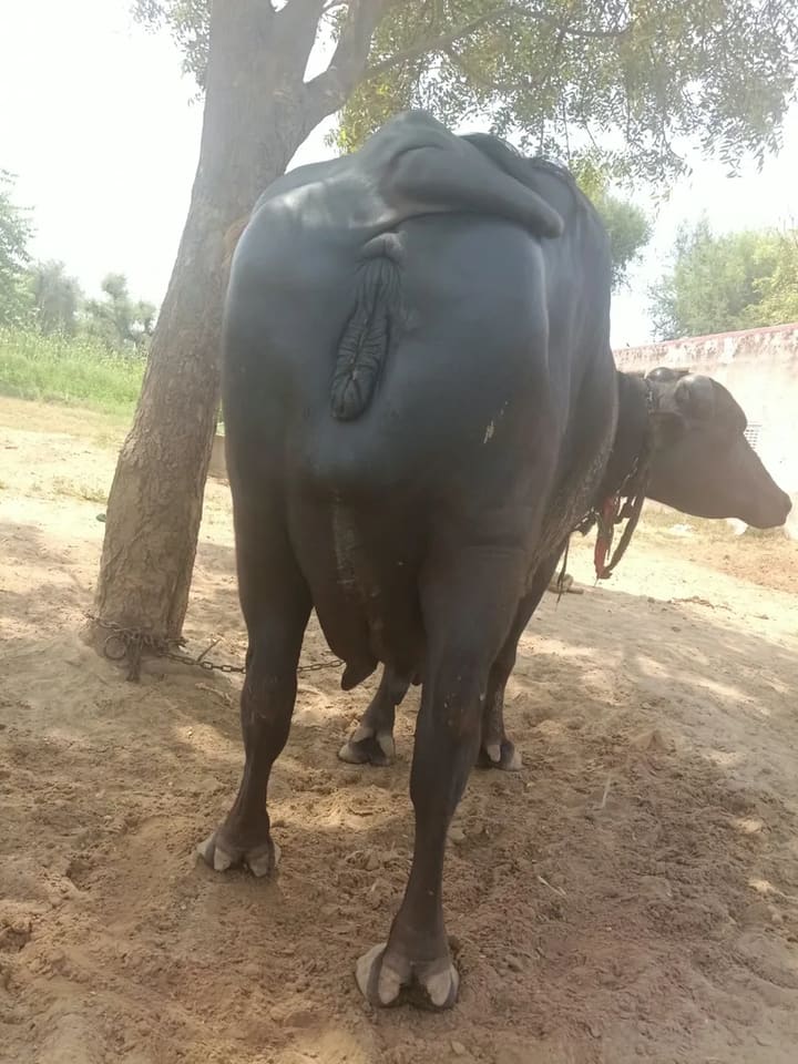 Others Buffalo in  RAJASTHAN