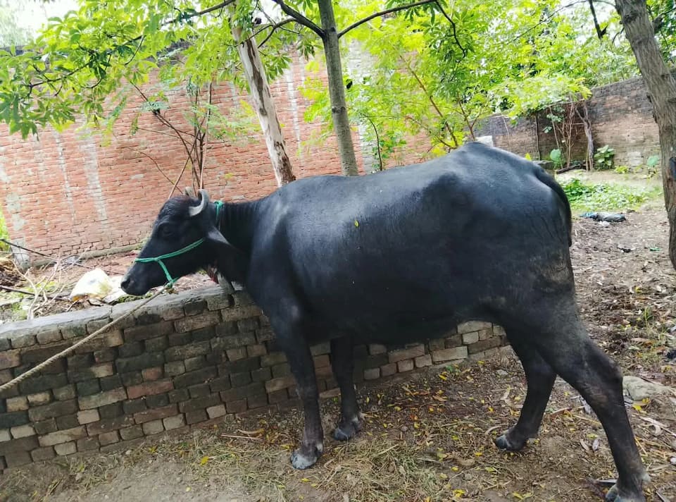 Jafarabadi Buffalo in  UTTAR PRADESH